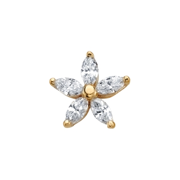 Starflower 0296